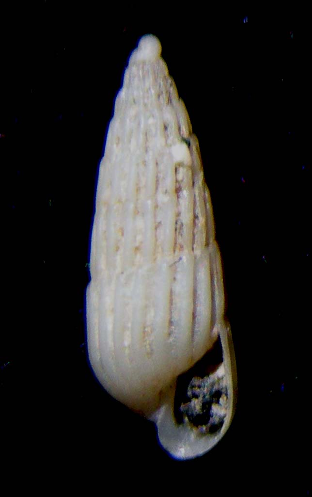 turbonilla????